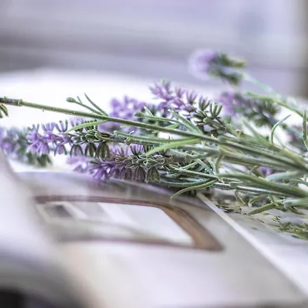 House Garden Loft Bed & Breakfast *